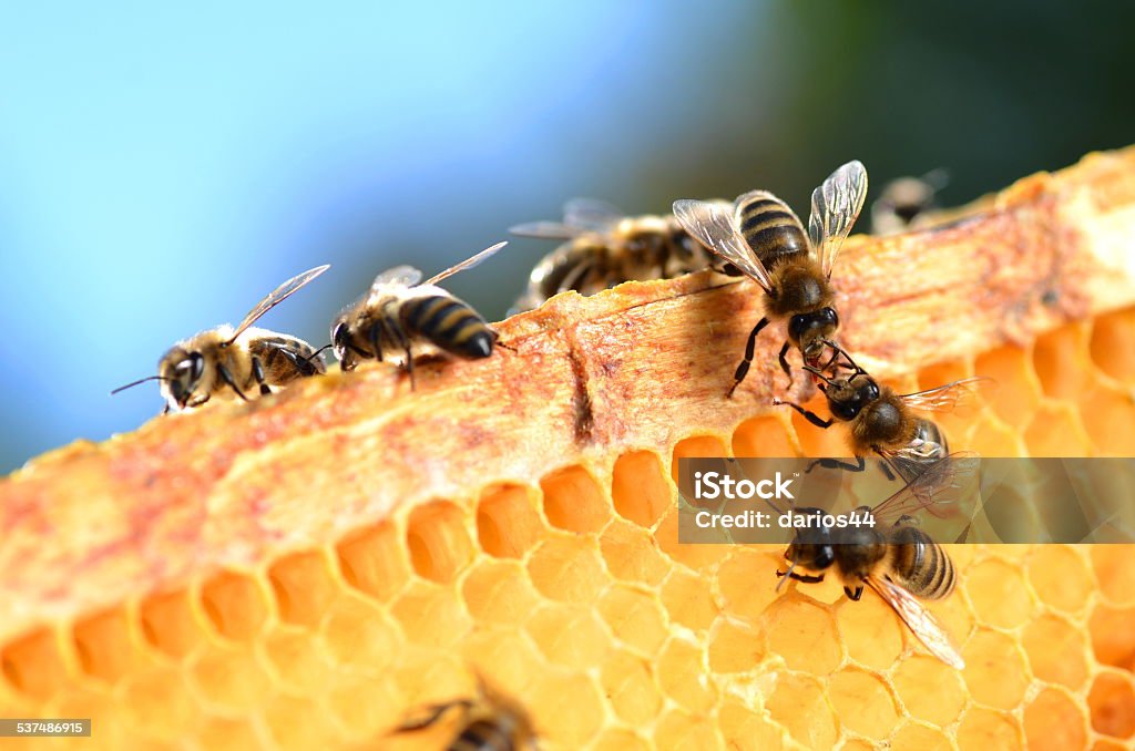 https://www.istockphoto.com/id/foto/lebah-pekerja-keras-pada-sarang-lebah-gm537486915-53606900?phrase=bee%2Band%2Bhoney%2Bcomb